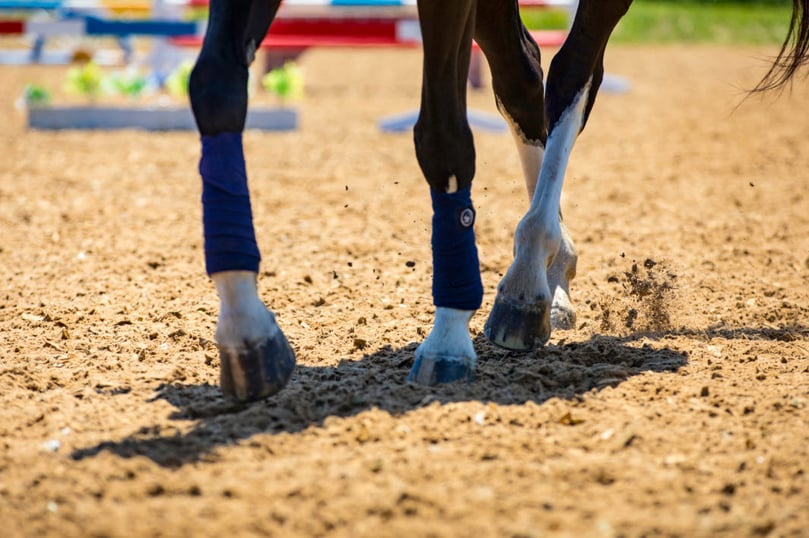 Horse Zoom In Horse Zoom In